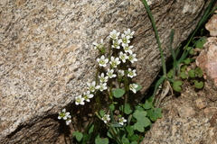 Saxifraga debilis