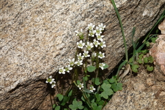 Saxifraga debilis