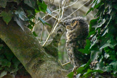 Bubo virginianus nacurutu