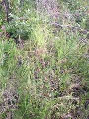 Salix pseudomyrsinites