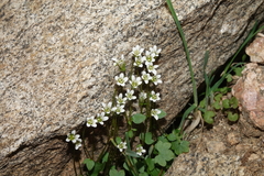 Saxifraga debilis