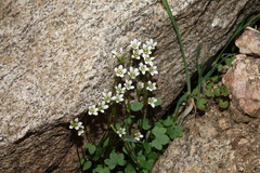 Saxifraga debilis