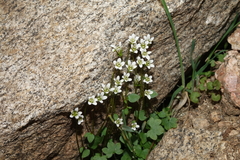 Saxifraga debilis