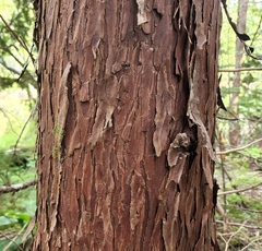 Cupressus nootkatensis