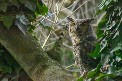 Bubo virginianus nacurutu