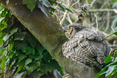 Bubo virginianus nacurutu