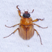 Southern Masked Chafer - Photo (c) Monica Krancevic, some rights reserved (CC BY-NC)
