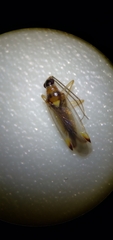 Campyloneura virgula