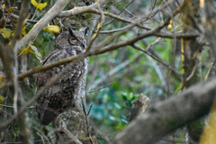 Bubo virginianus nacurutu