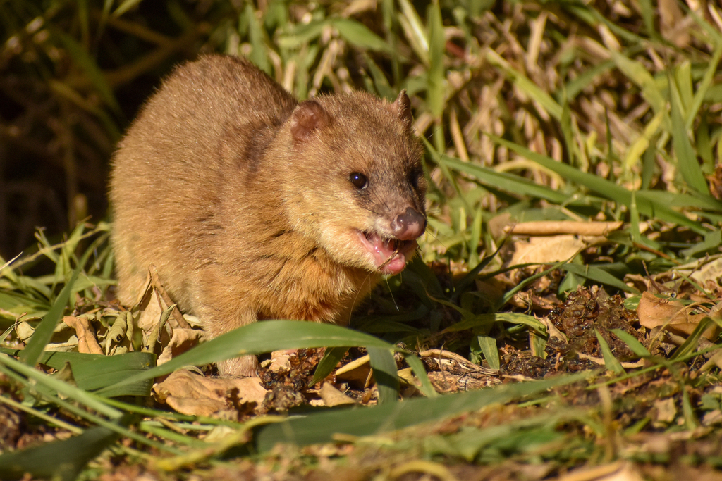 Lutrine Opossum