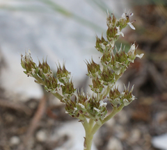 Petrosedum subulatum
