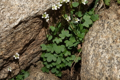 Saxifraga debilis