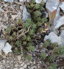 Petrosedum subulatum