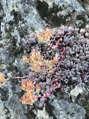 Sedum flavidum