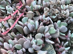 Sedum flavidum