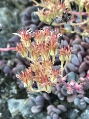 Sedum flavidum