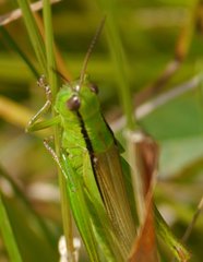 Mecostethus parapleurus