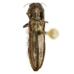 Agrilus abjectus