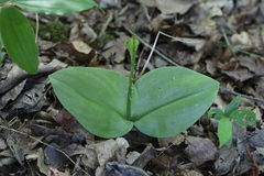 Liparis liliifolia