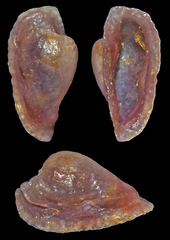 Pedicularia pacifica