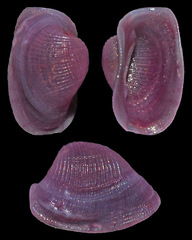 Pedicularia pacifica