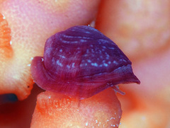Pedicularia pacifica