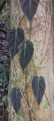Philodendron hederaceum hederaceum