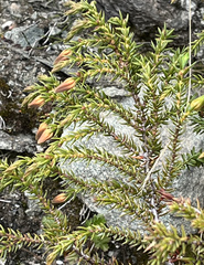 Oligotrophus juniperinus