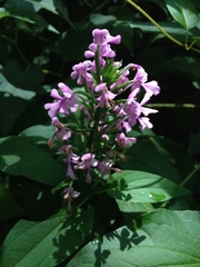 Platanthera peramoena