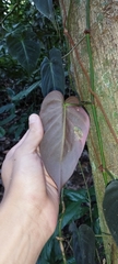 Philodendron hederaceum hederaceum