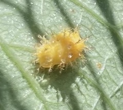 Epilachna varivestis