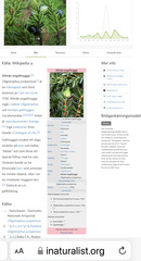 Oligotrophus juniperinus