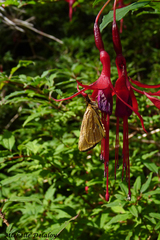Argopteron aureipennis