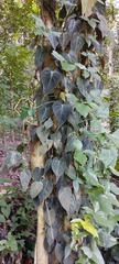 Philodendron hederaceum hederaceum