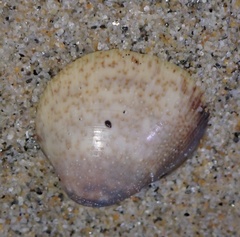 Laevicardium substriatum