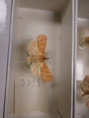 Conistra staudingeri