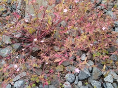 Geranium robertianum