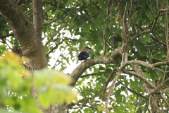 Coracias cyanogaster