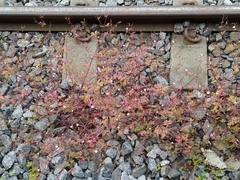 Geranium robertianum