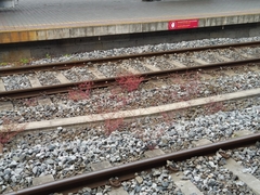 Geranium robertianum