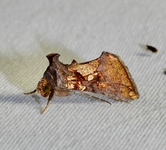 Argyrogramma verruca