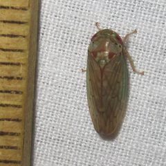 Polana quadrinotata