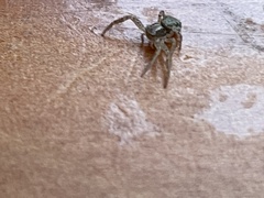 Araneae