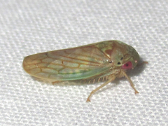 Polana quadrinotata