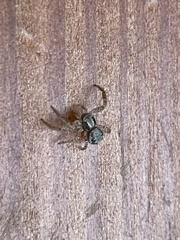 Araneae