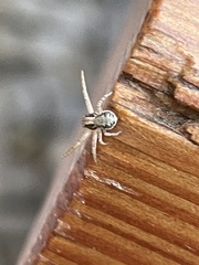 Araneae