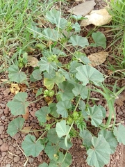 Malva parviflora