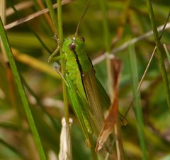 Mecostethus parapleurus