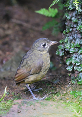 Grallaria haplonota