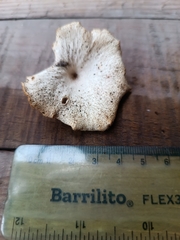 Lentinus scleropus